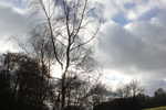 Kirsten K&ouml;tter: Licht, B&auml;ume, Feld (Detail, Ausschnitt), Site-specific painting, See im Taunus, N&auml;he Wingsbach (Taunusstein), 50° N / 8 ° O