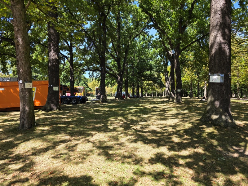 2025-08-19_malathon-chemnitz_02-03-01_baeume_20250819_133052 (Kirsten Kötter)