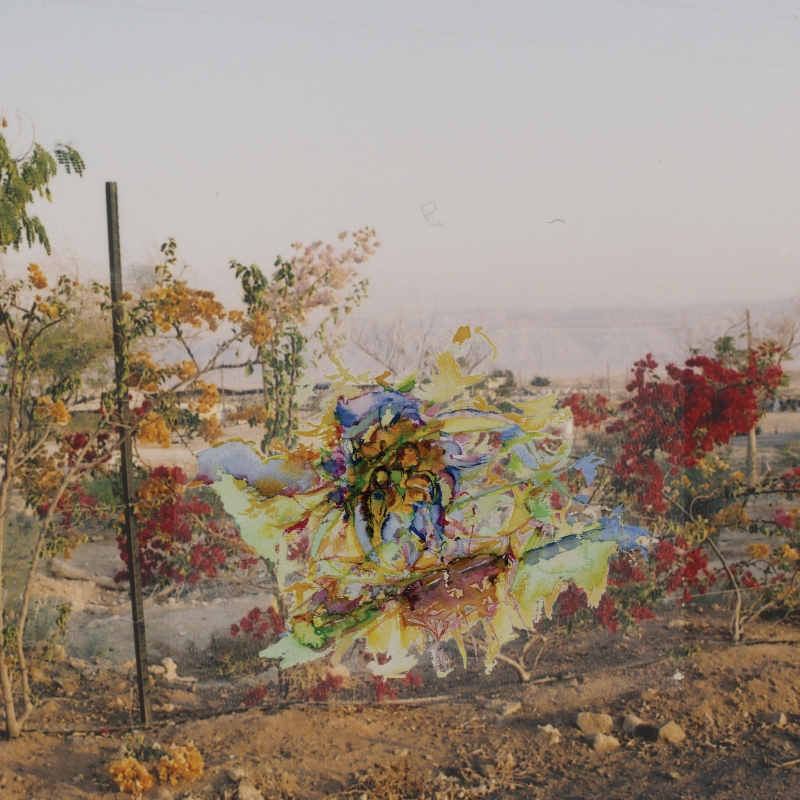 2008-12-22_29-9_35-8_kibbuz-lotan_251_blumen-haeuser4_50-50, digital montage, 50 × 50 cm (Kirsten Kötter)
